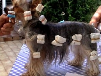 Papillottes